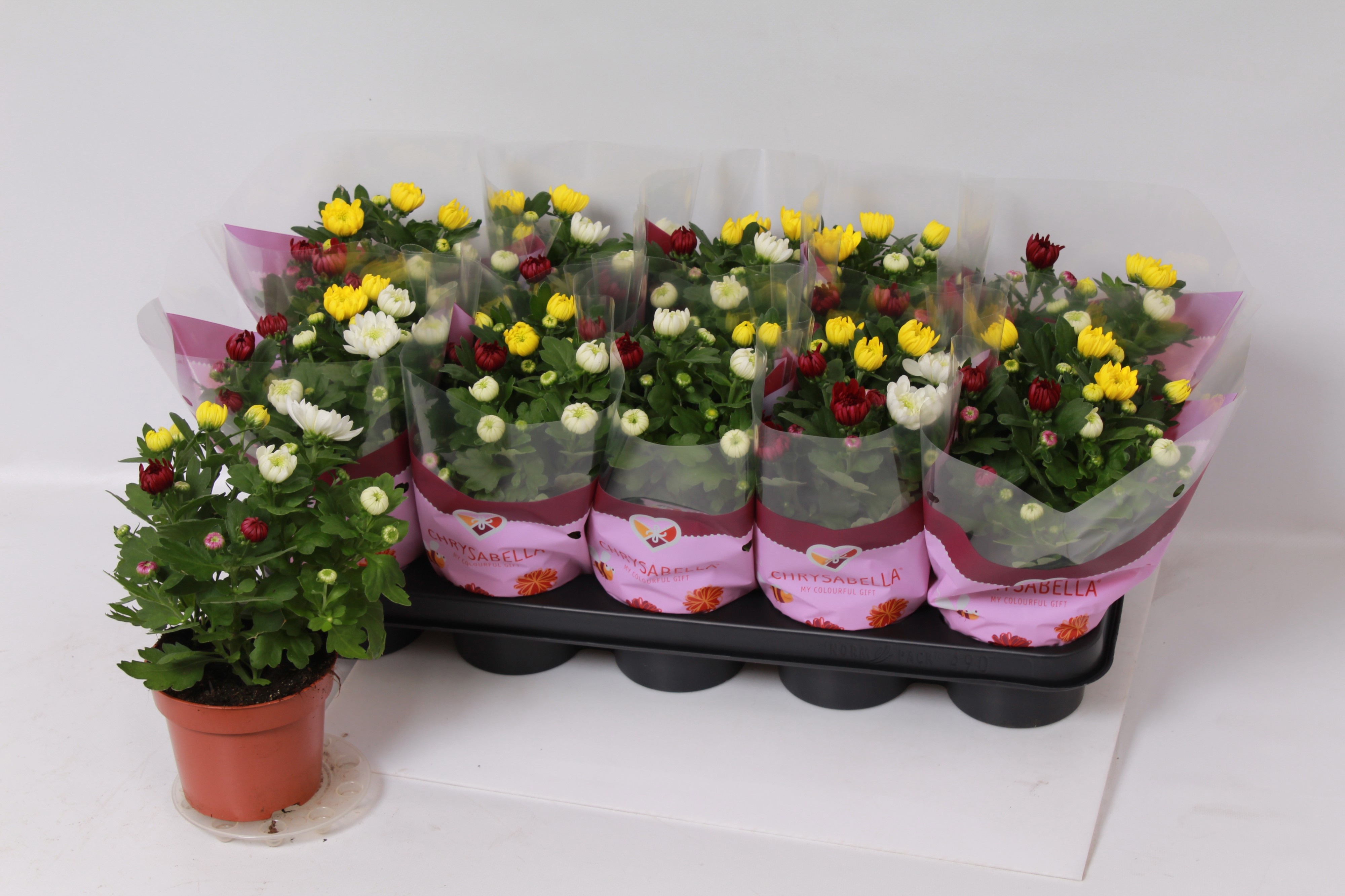 Chrys Gemengd P Pot 12Ø 25cm
