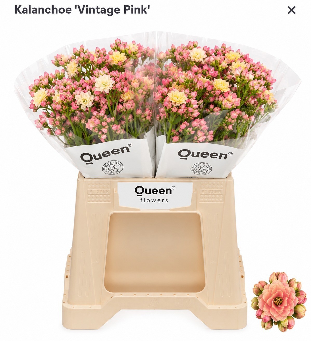 Kal Shock Pi Meadow 40cm