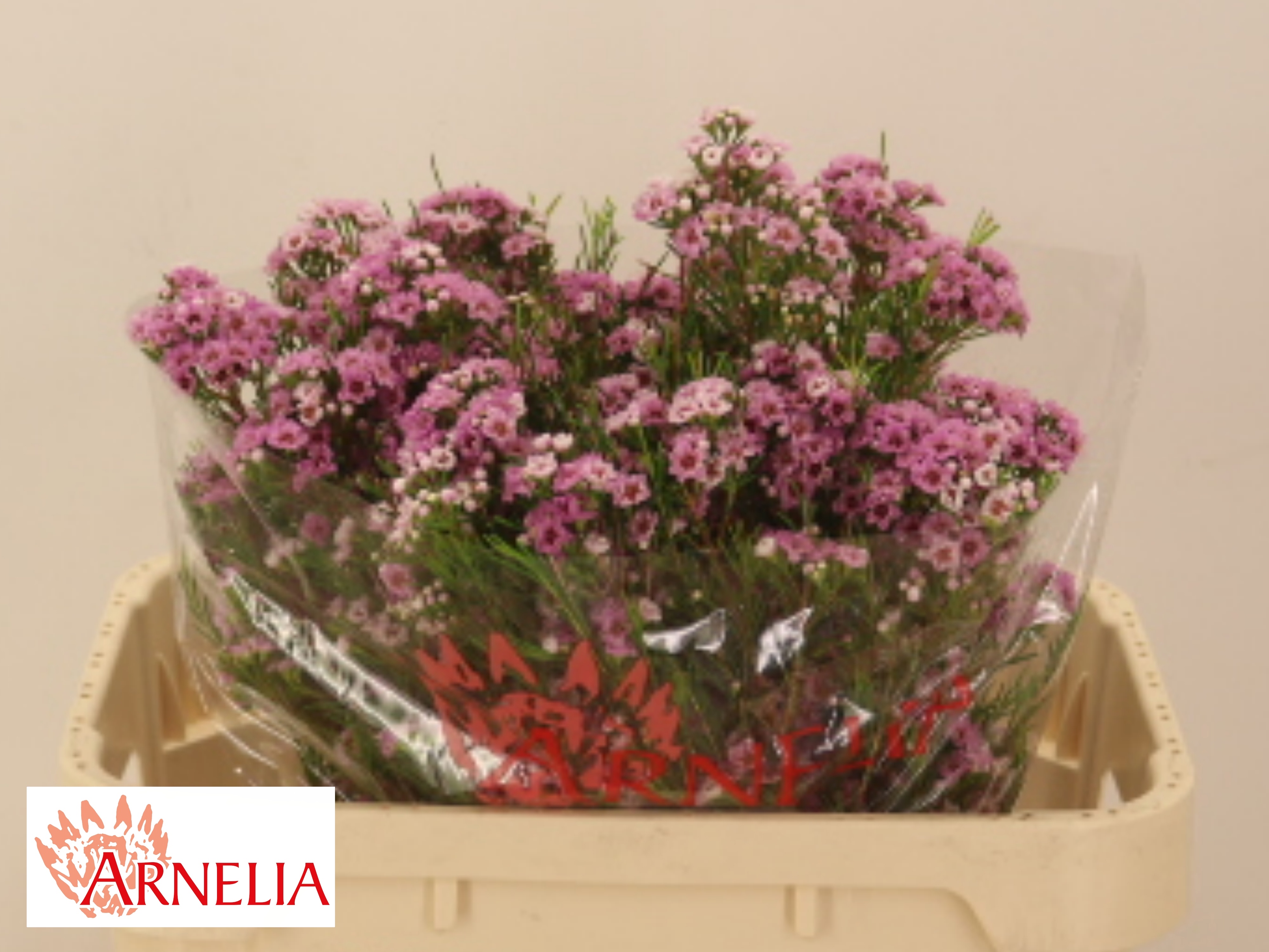 Chame Giselle 70cm 110gram