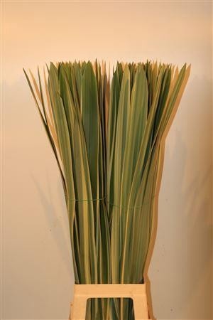 Pandanus 90cm