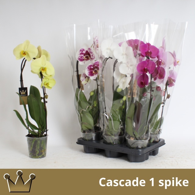 Phal El Cascade 12P 55H 1TAK 9bloem 23bloei