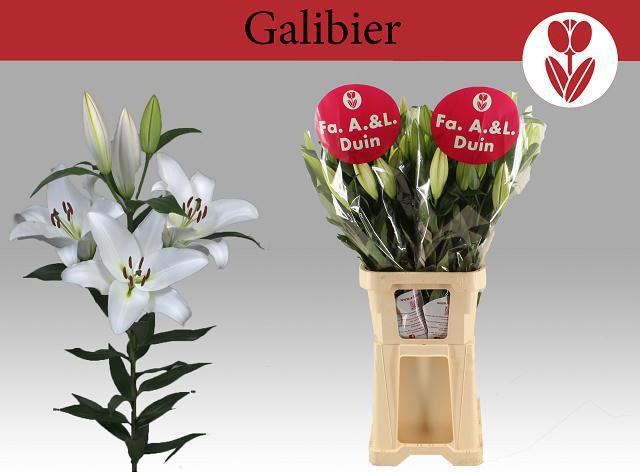 Li Ot Galibier 110cm 5/7bl