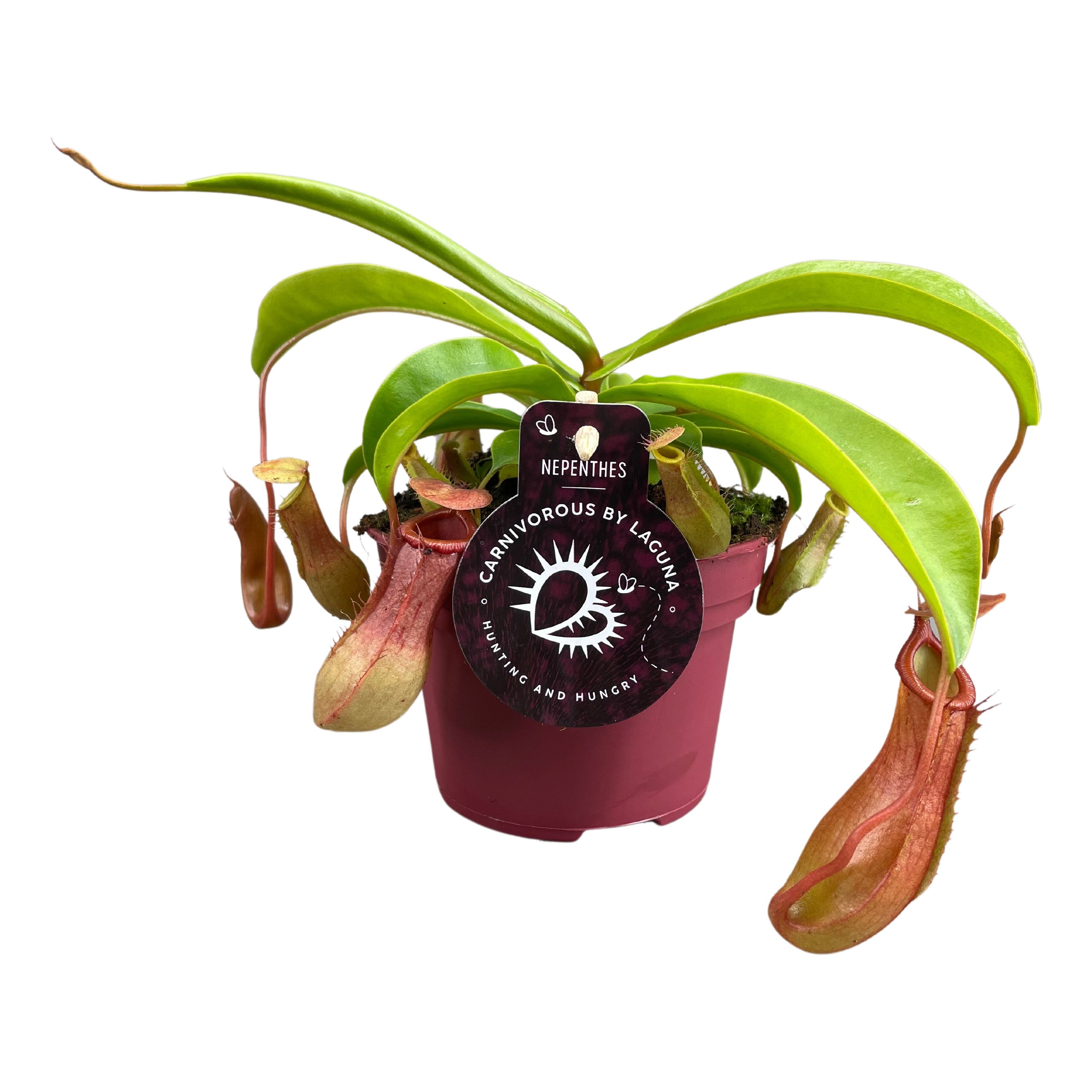 Picture of Nepenthes Alata Carnivorous P12 17cm