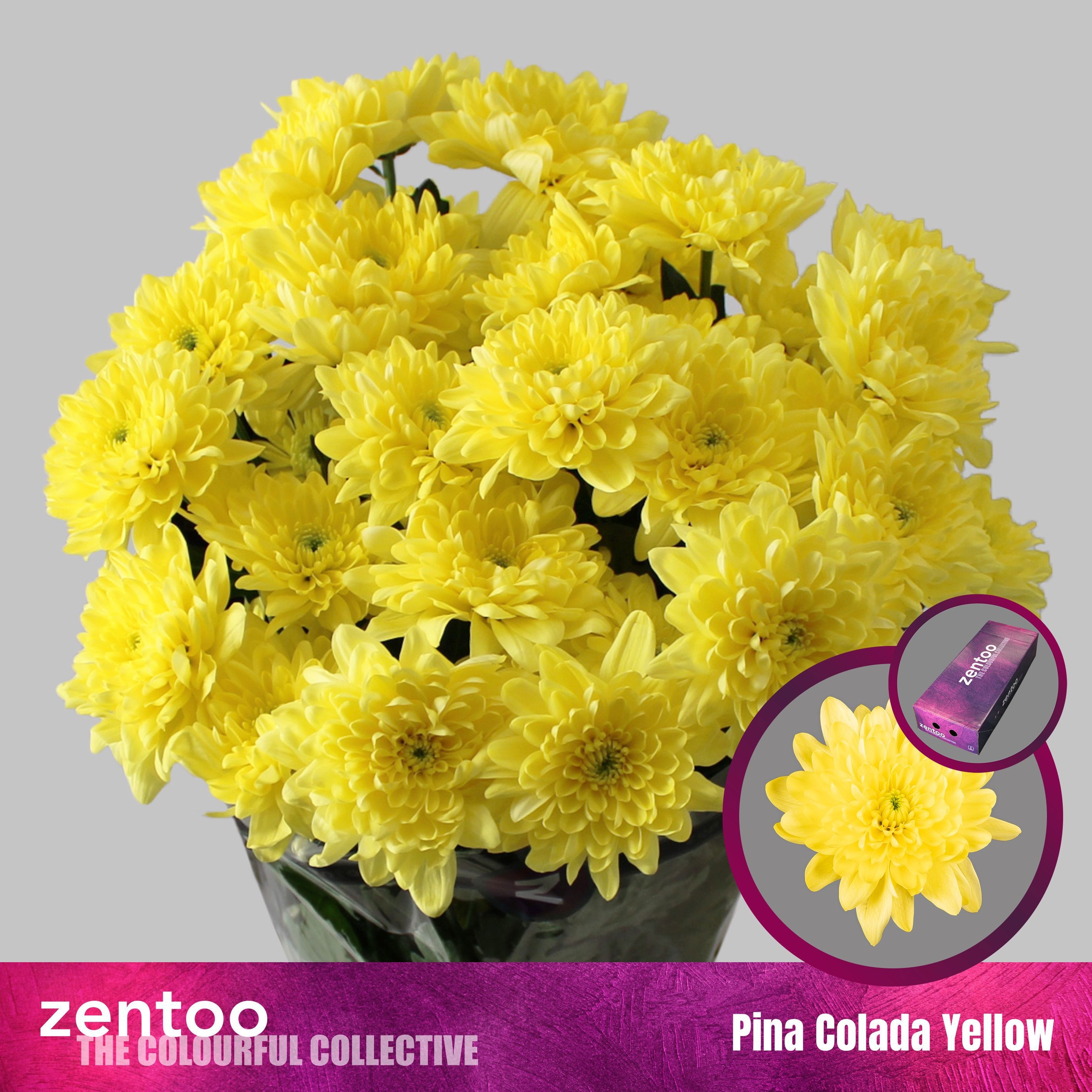Chrys Spray Pina Colada Yellow 115gram