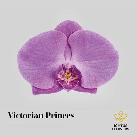 Phal Victori Princes