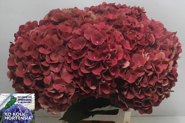 Hydrangea Terracotta 60cm 16Ø