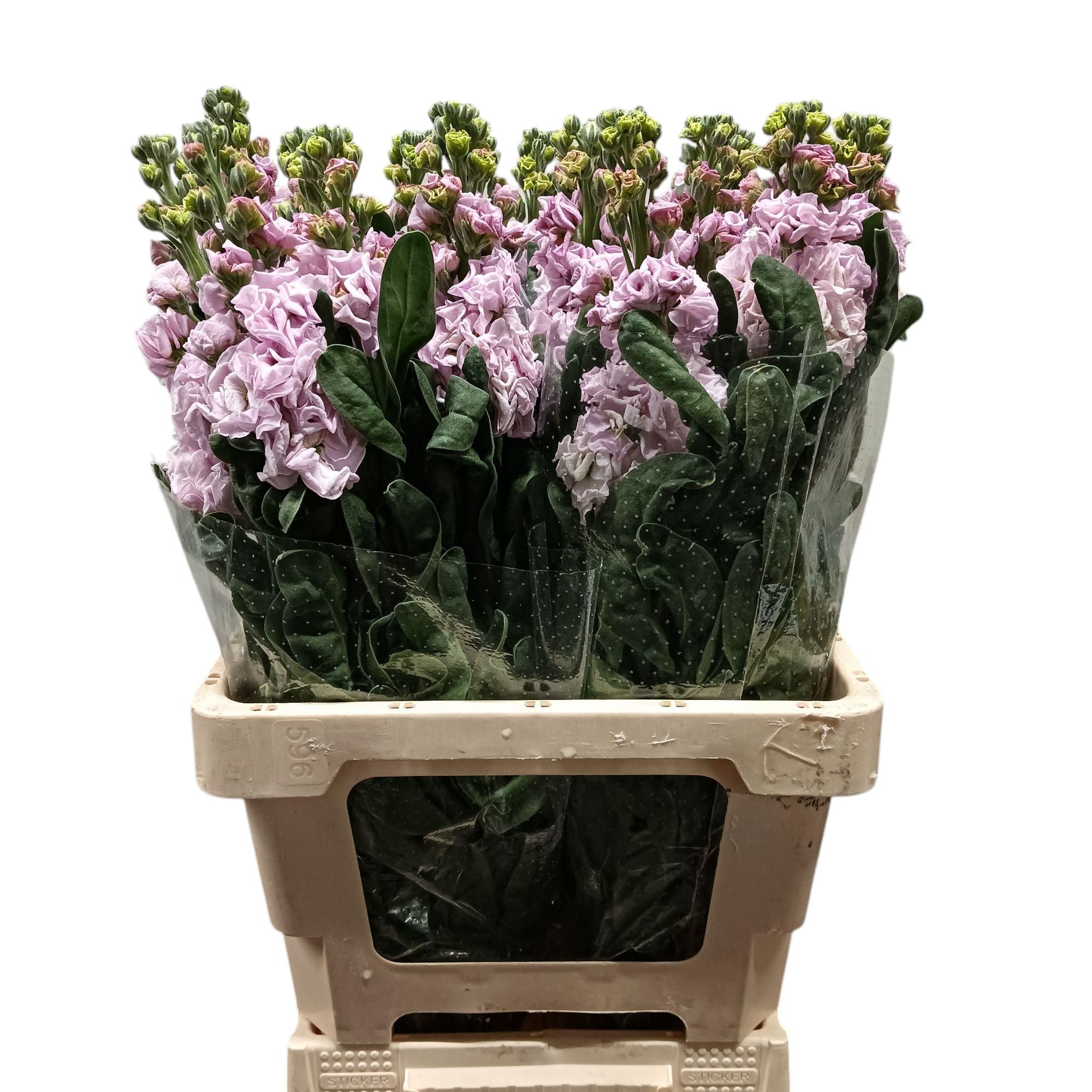 Matthiola Iron Cherry Blossom 70cm