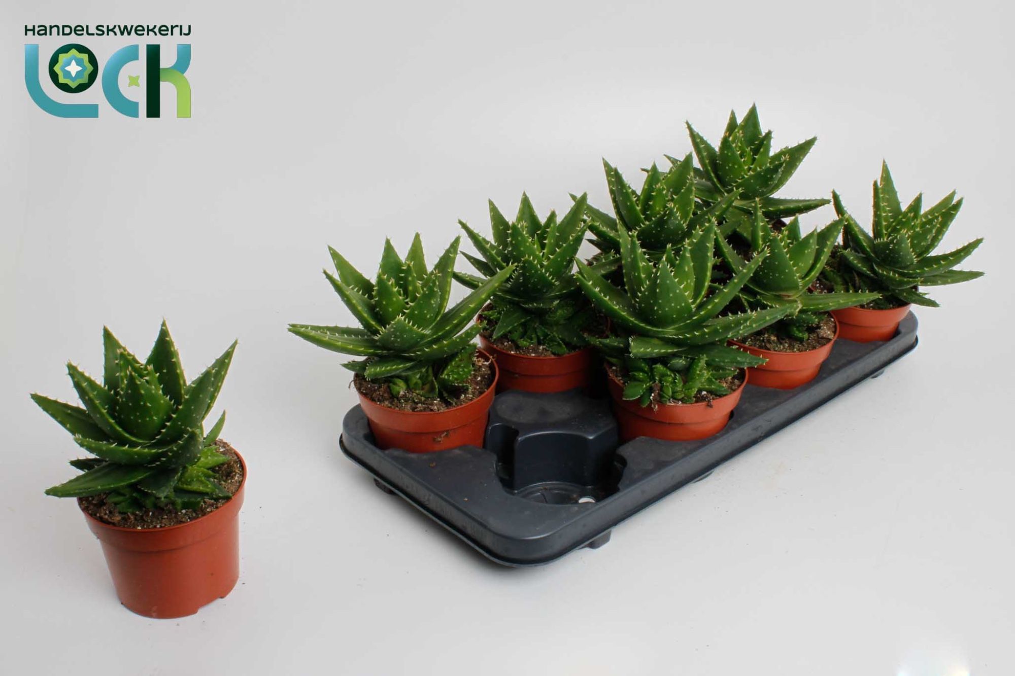 Aloe Mitriformis 12Ø 20cm