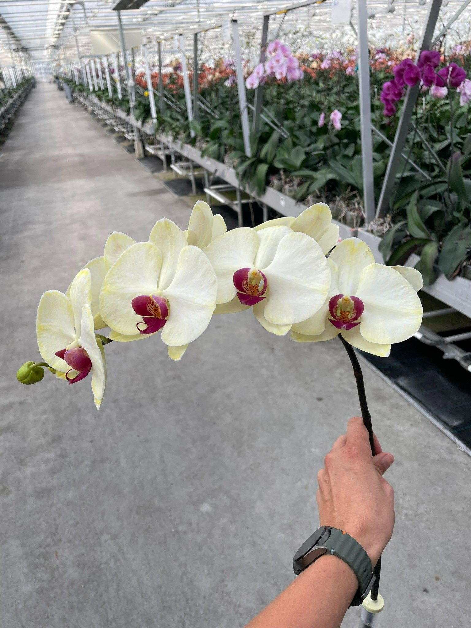 Phal Coloured Red Yellow