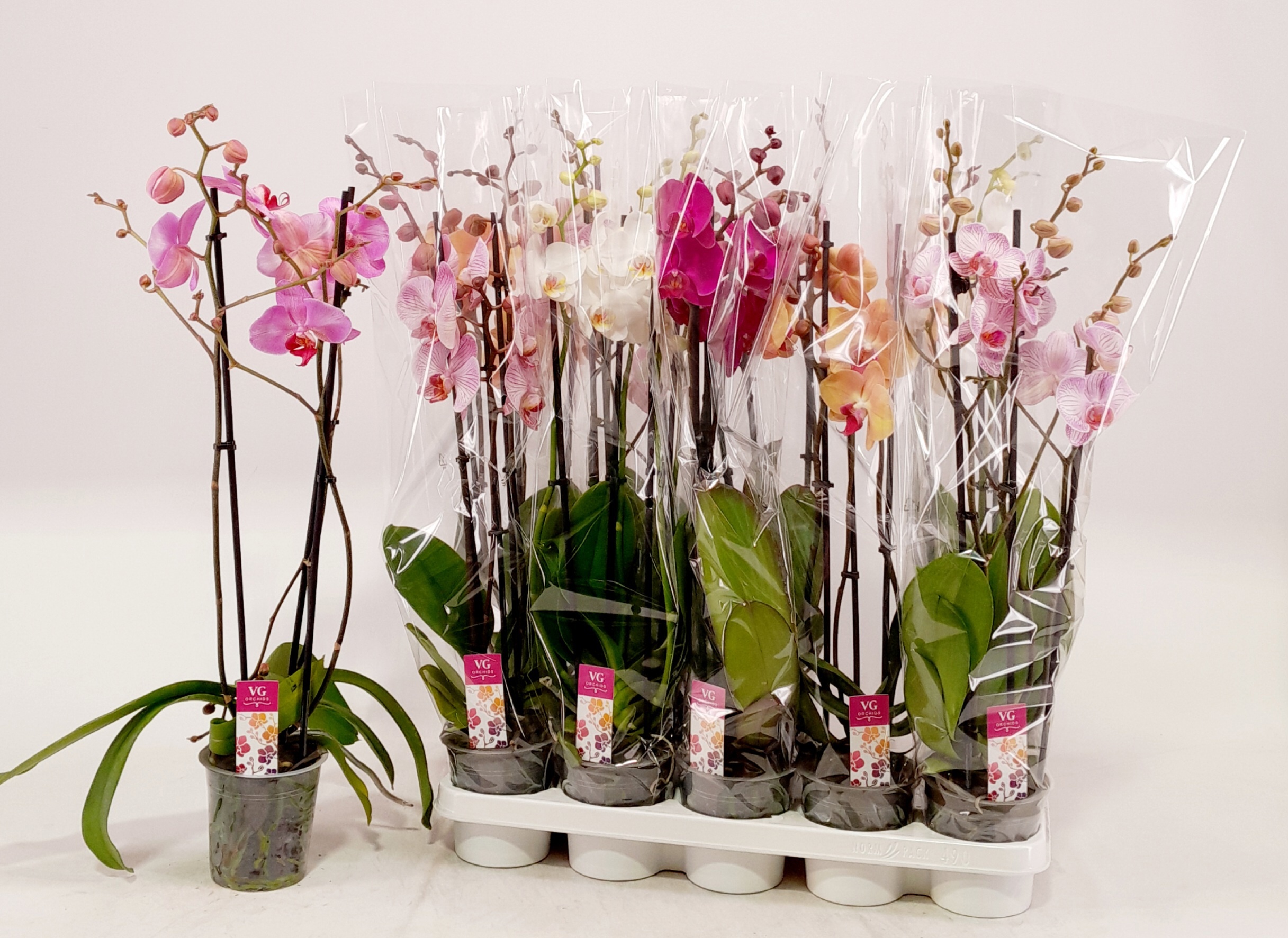 Phalaenopsis Asst 12Ø 65cm