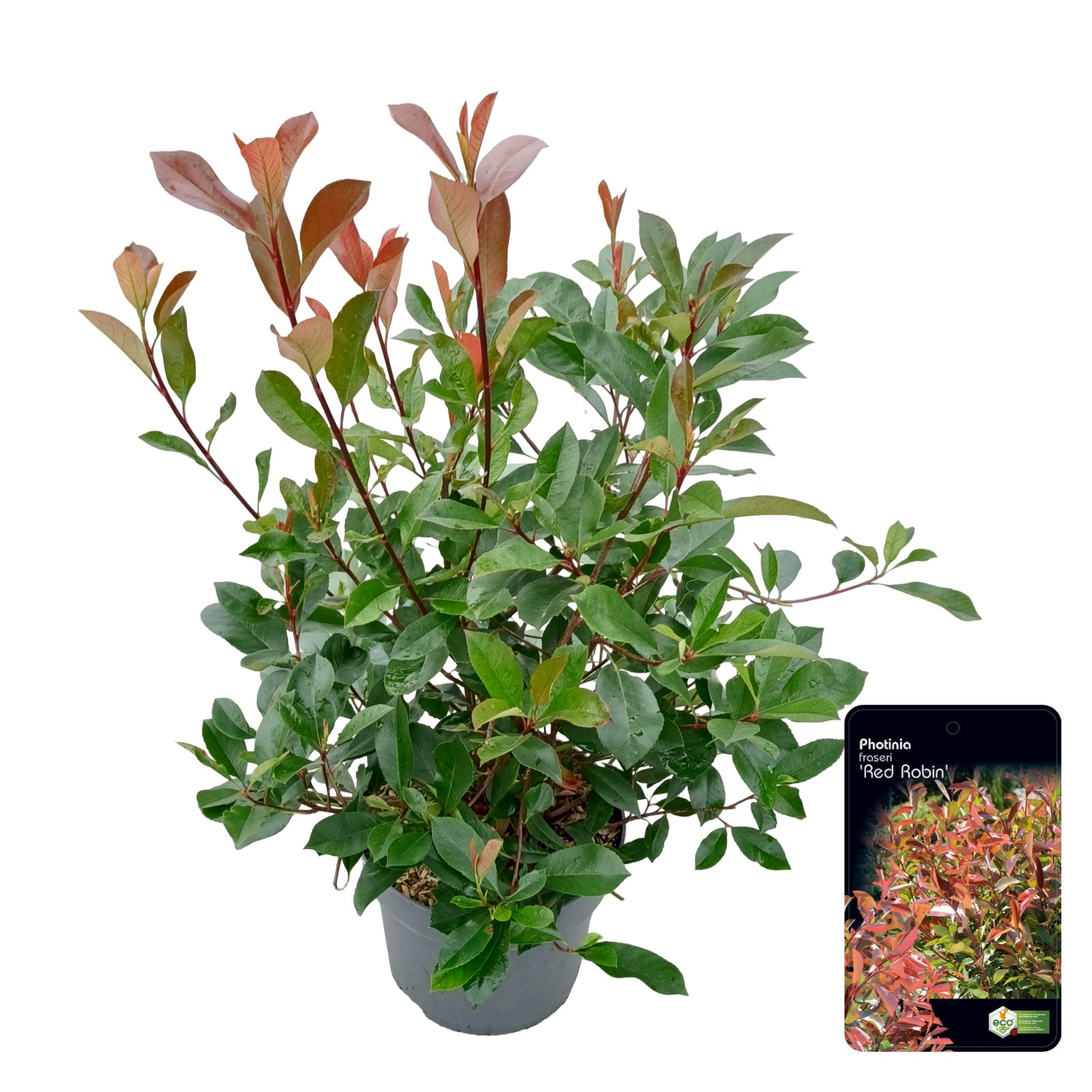 Picture of Photinia fraseri 'Red Robin' C10