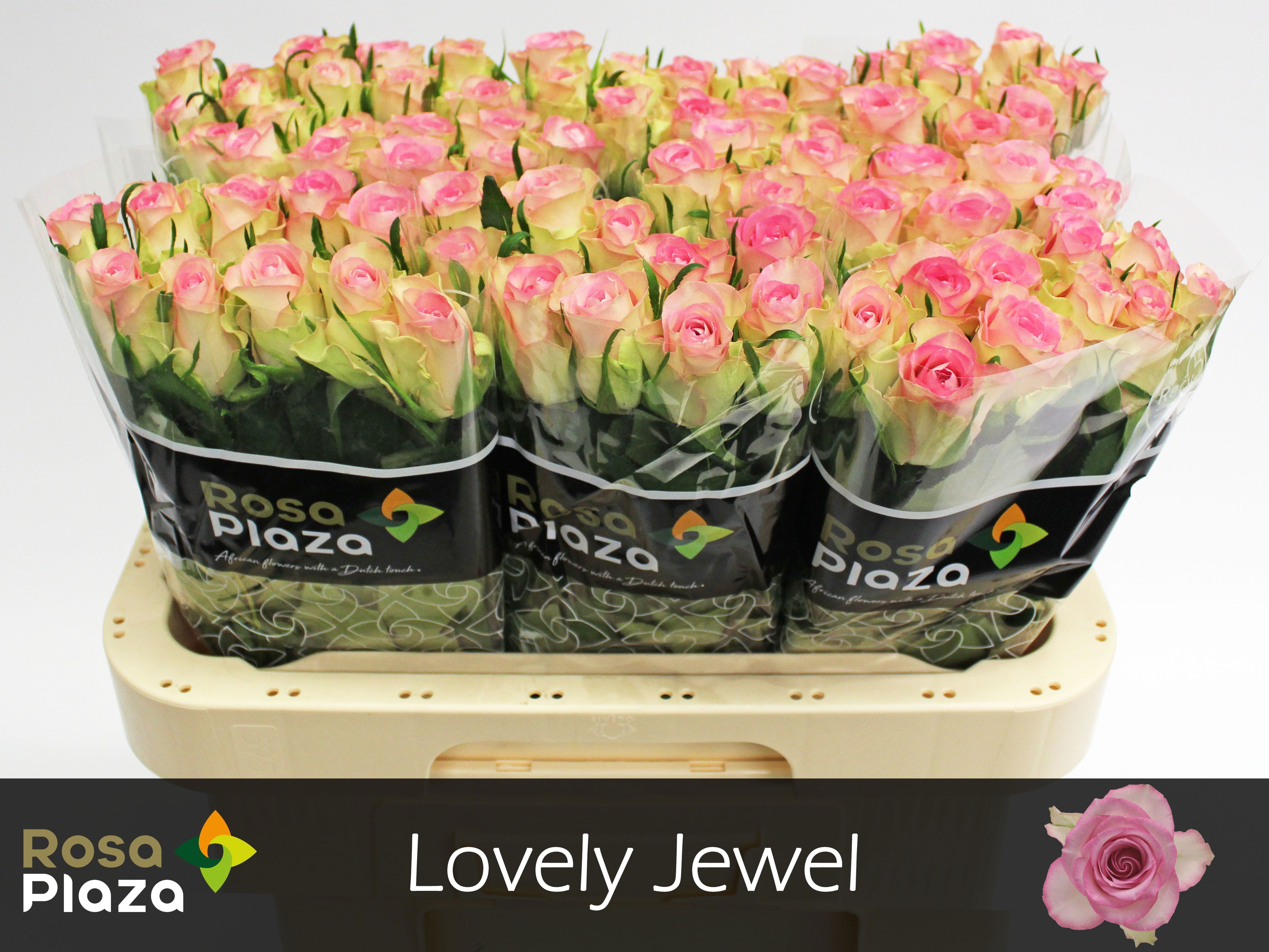 R Gr Lovely Jewel