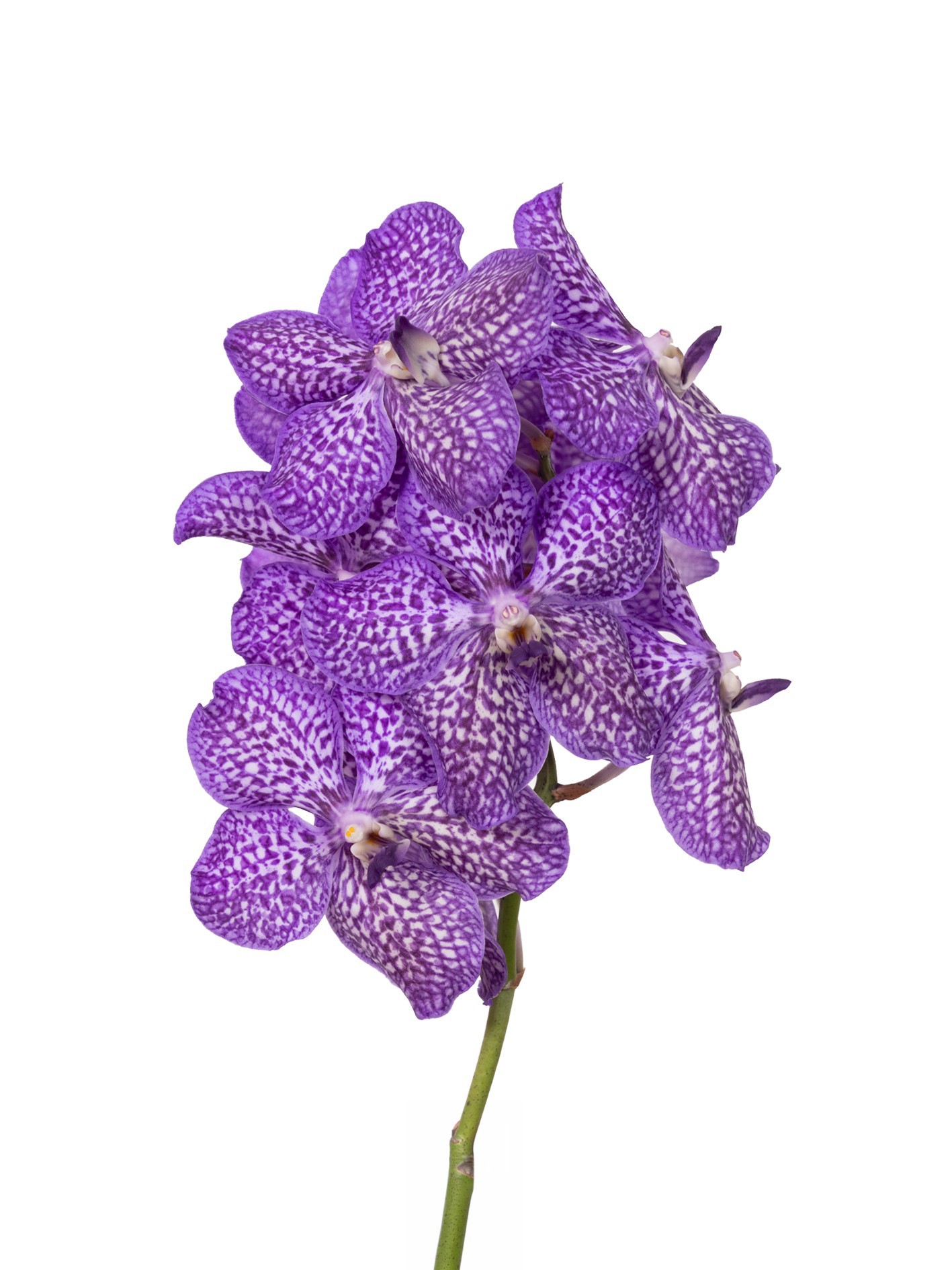 Vanda Sunanda Violet Ink