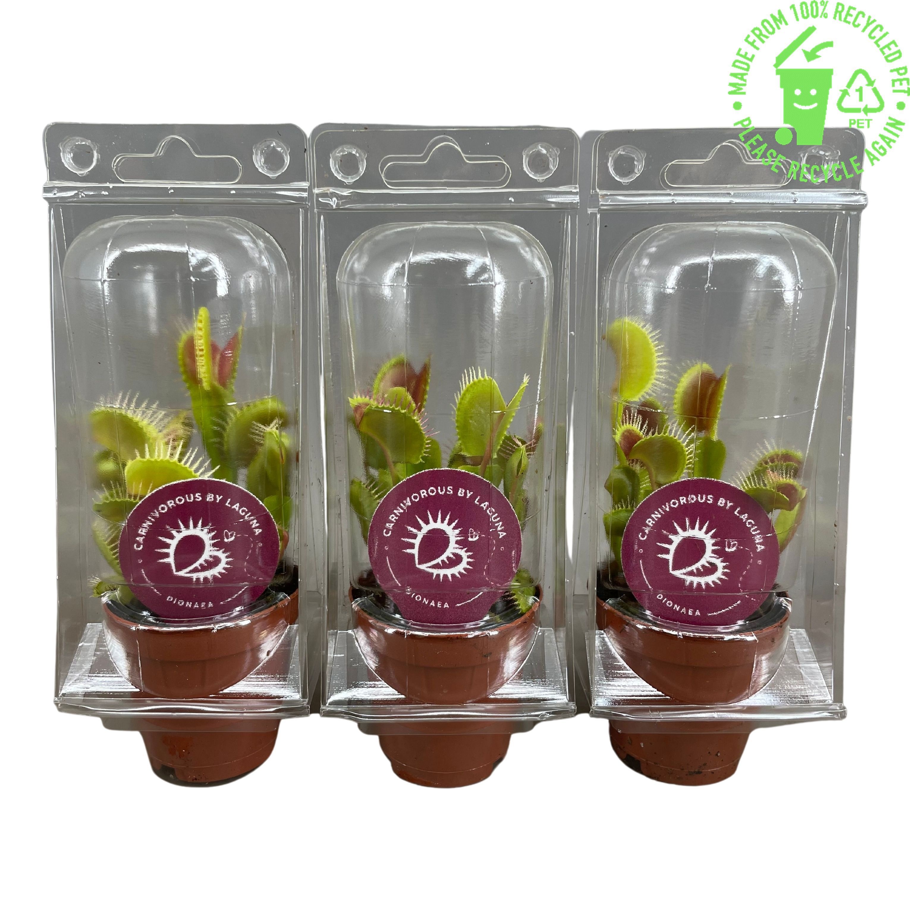 Dionaea Muscipula in transparante blister