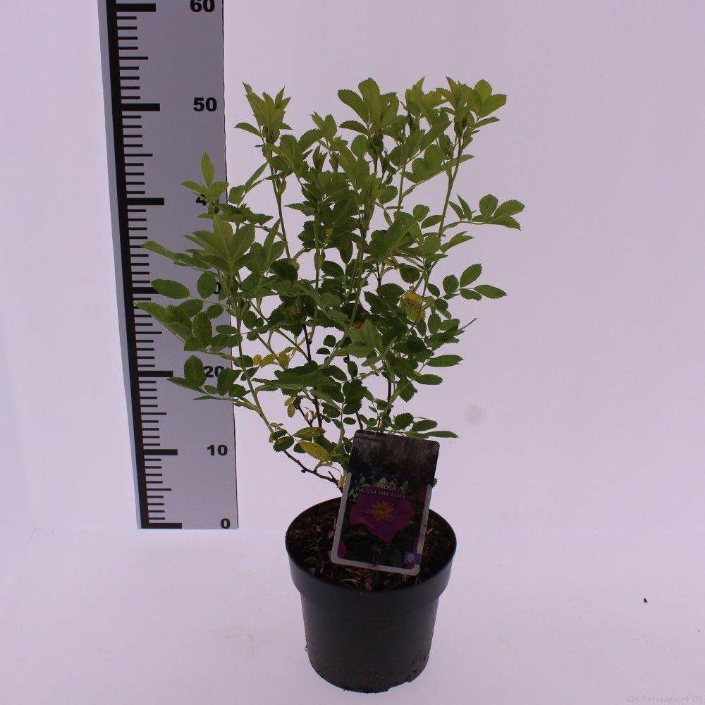 Picture of Rose 'Jam-a-Licious'