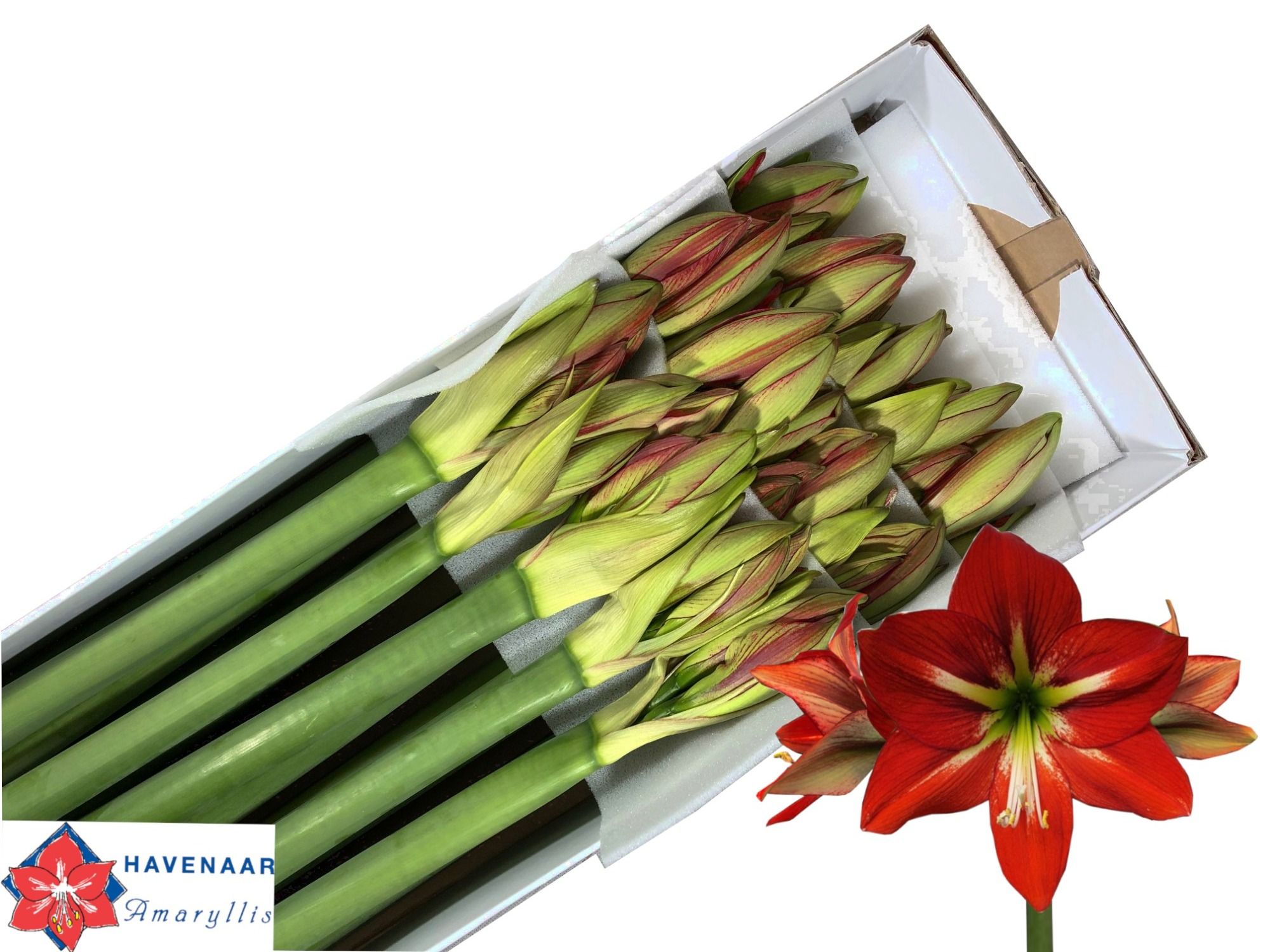 Hippeastrum Passion 4bl