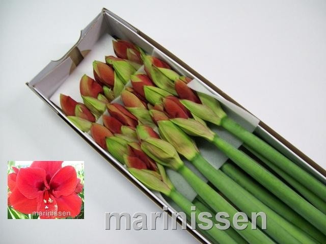 Hippeastrum Ferrari 4bl