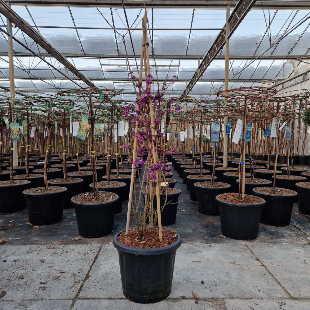 Picture of Callicarpa bodinieri Profusion C25 120/+ (LOOSE)