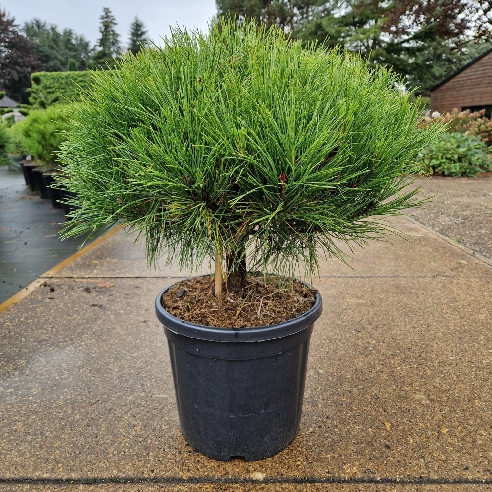 Picture of Pinus densiflora Alice Verkade C20 80CM