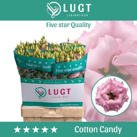 Eus G Cotton Candy