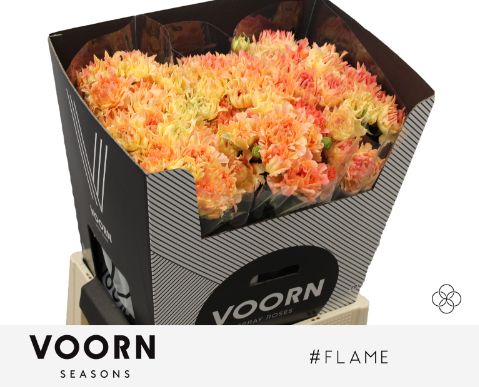 Rosa Spr # Flame 70cm