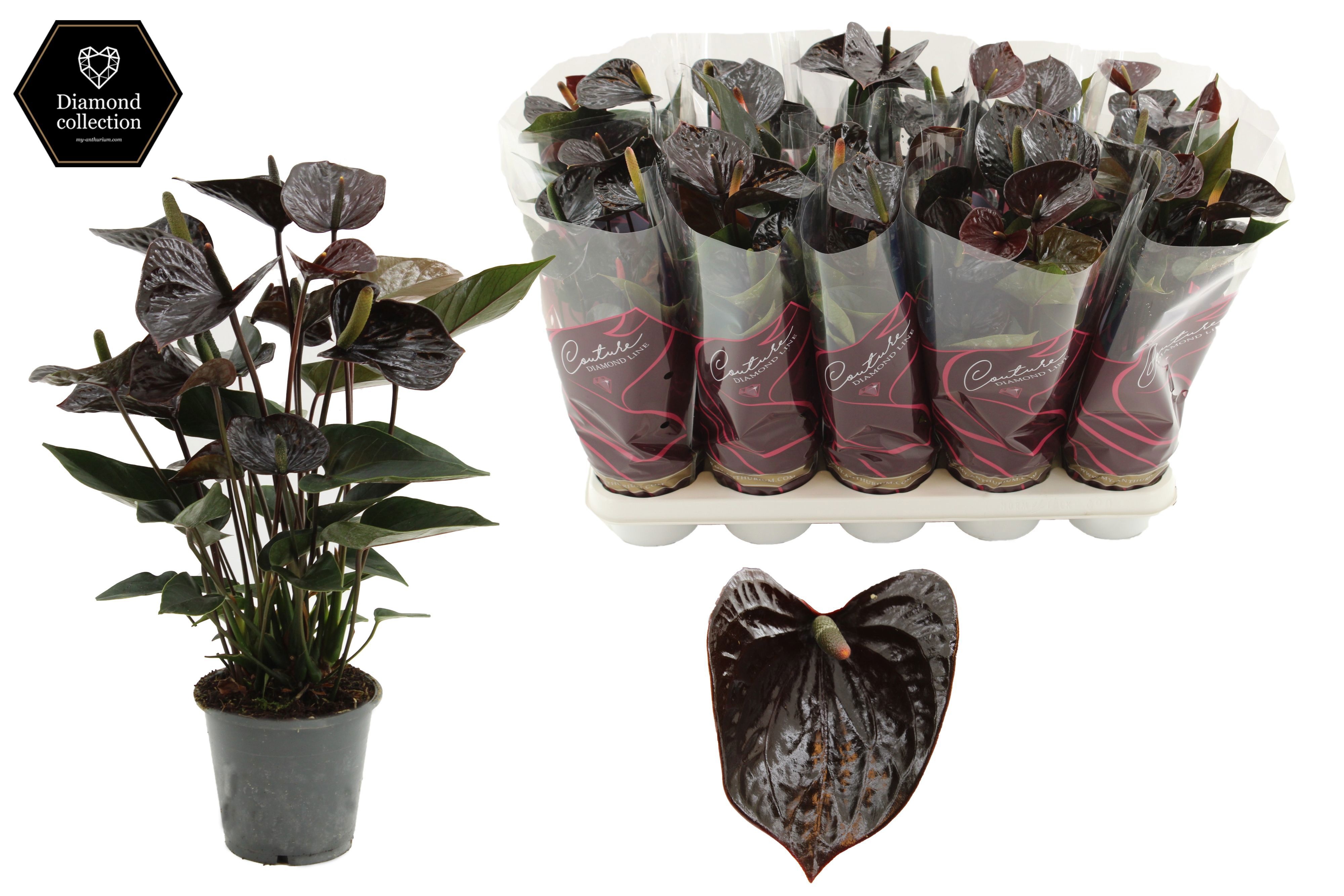 Anthurium Black Love Diamond sleeve | OZ Planten