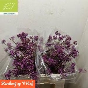 Callicarpa Bod Giraldi(imp) 60cm
