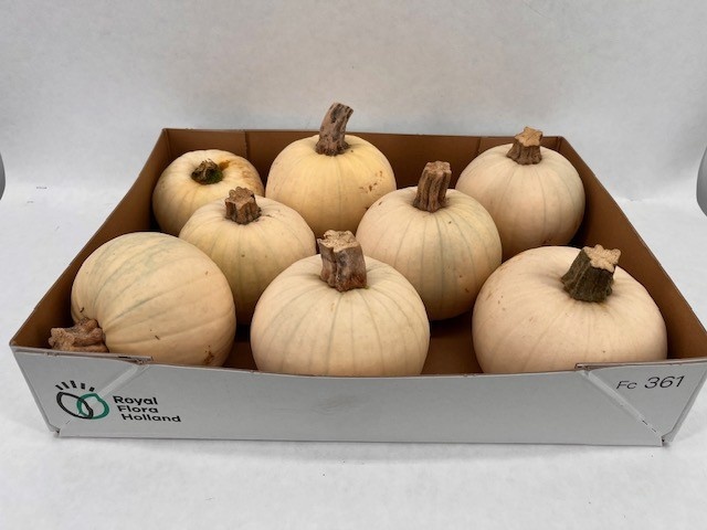 Ornamental Fruits Per Piece