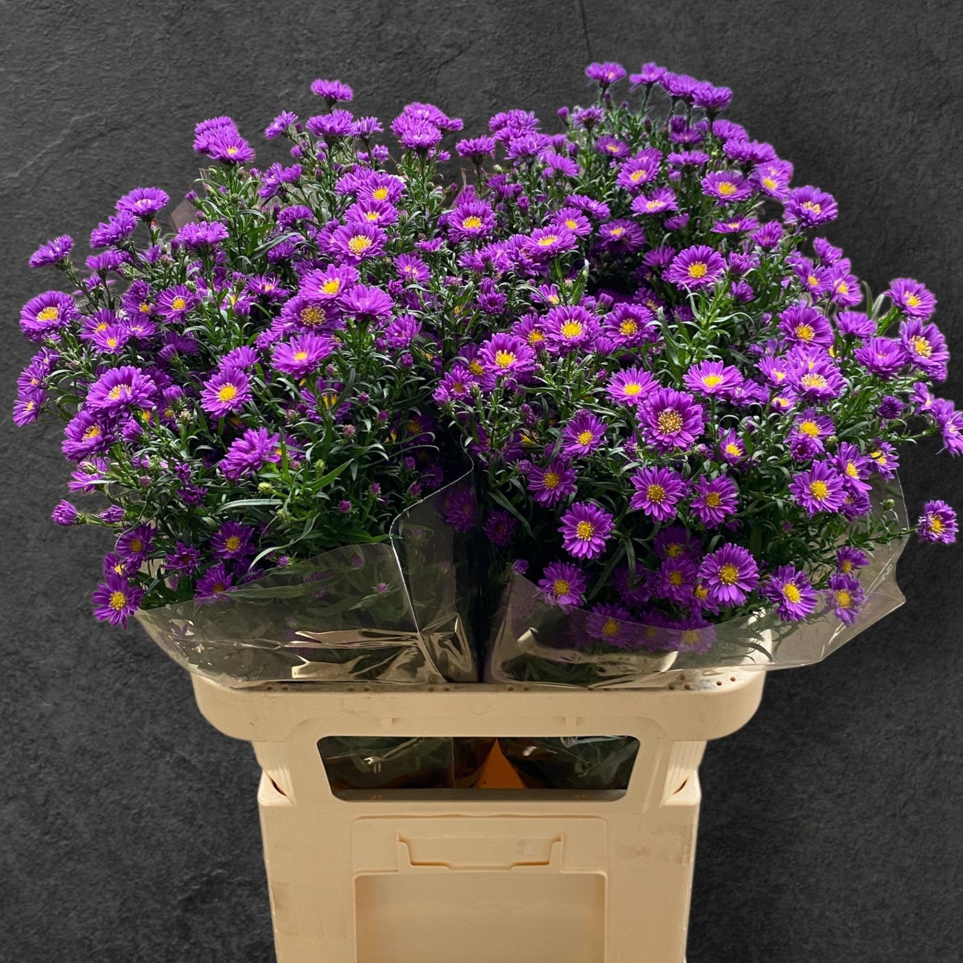 Aster Monte Cassino Purple 80cm 35gram