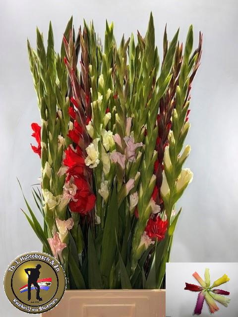 Gladiolus Mixed In Bunch 100cm 130gram