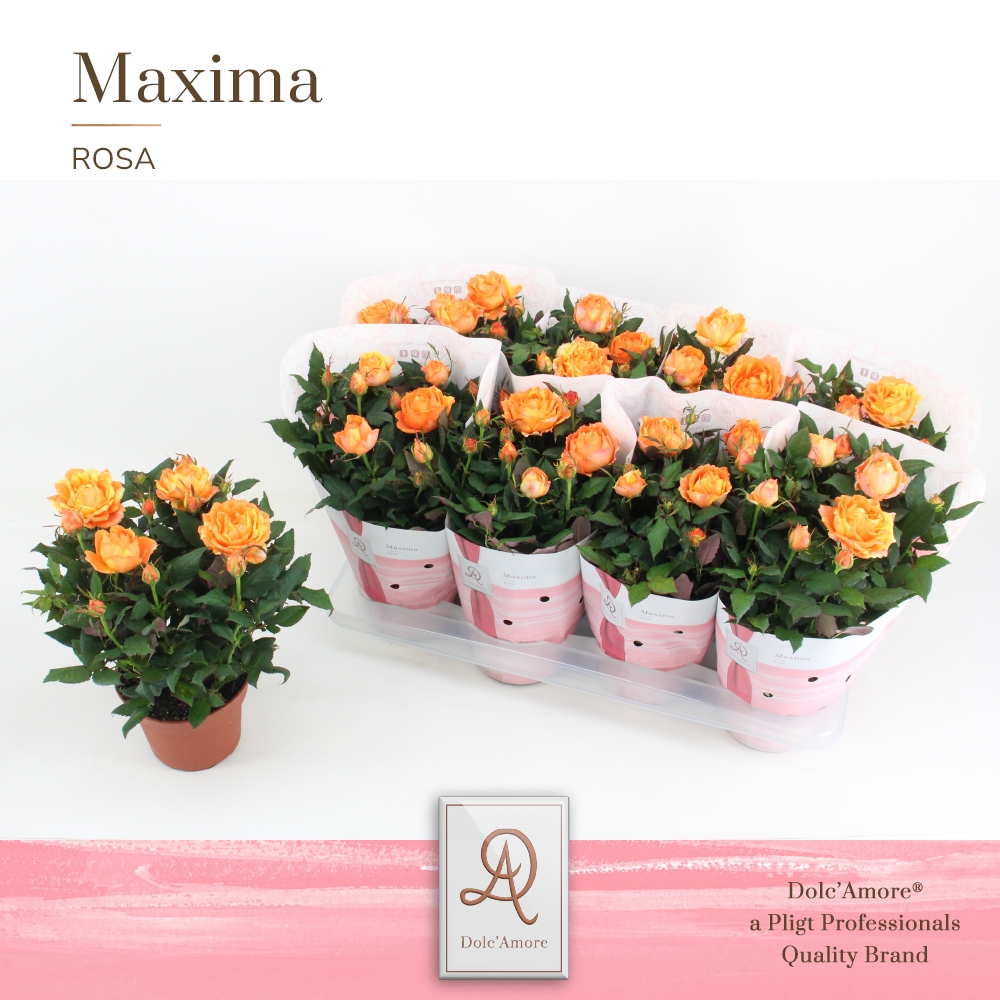 Picture of Rosa Orange Maxima DolcAmore P14 32cm