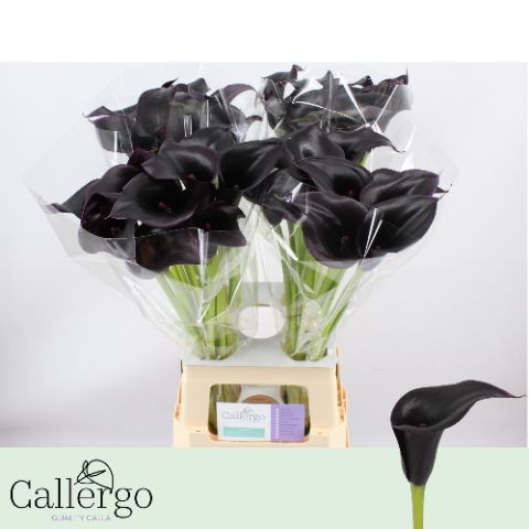 Calla Cantor 70cm