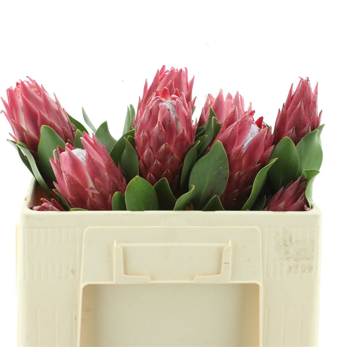Protea Red Rex 50cm