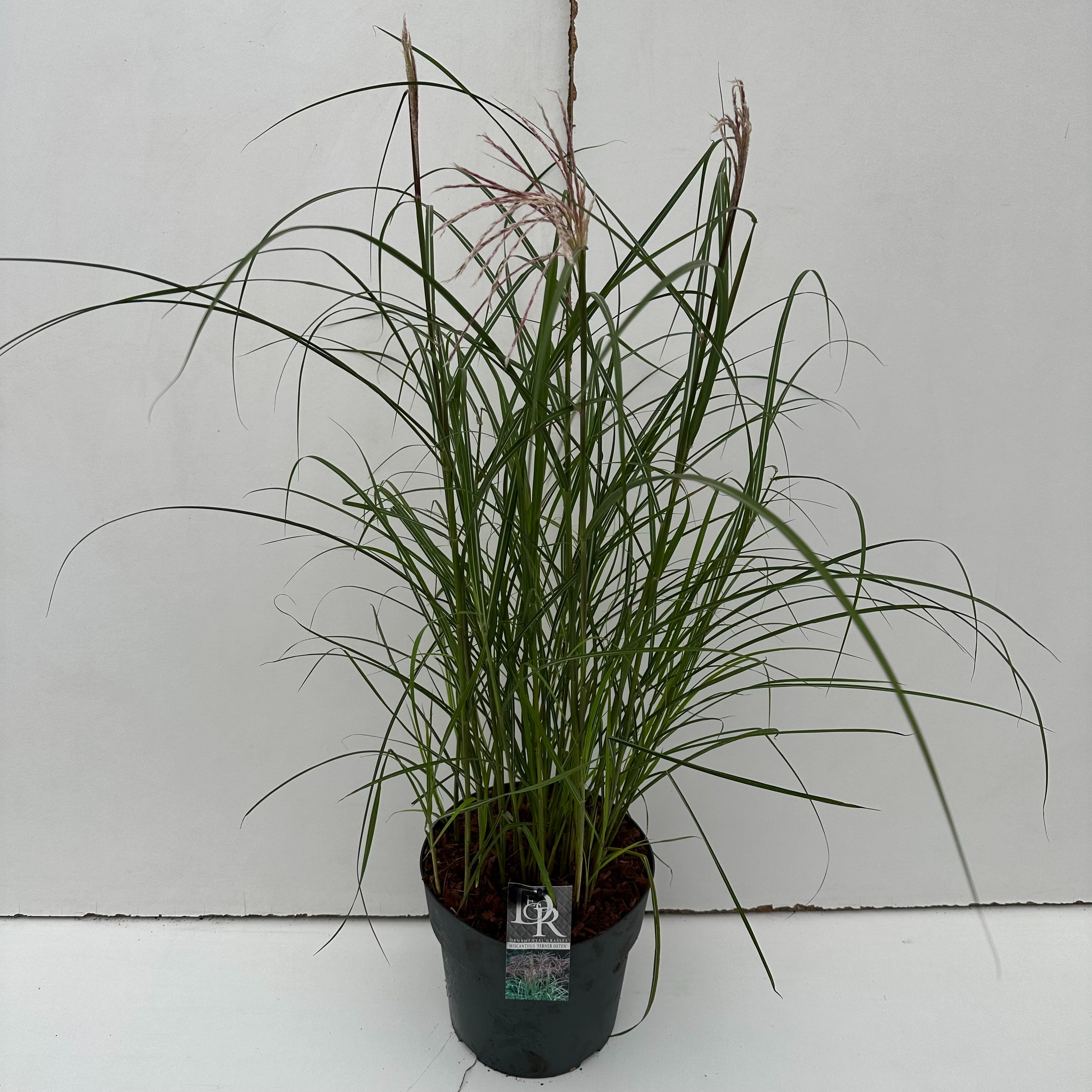 Miscanthus sinensis 'Ferner Osten'