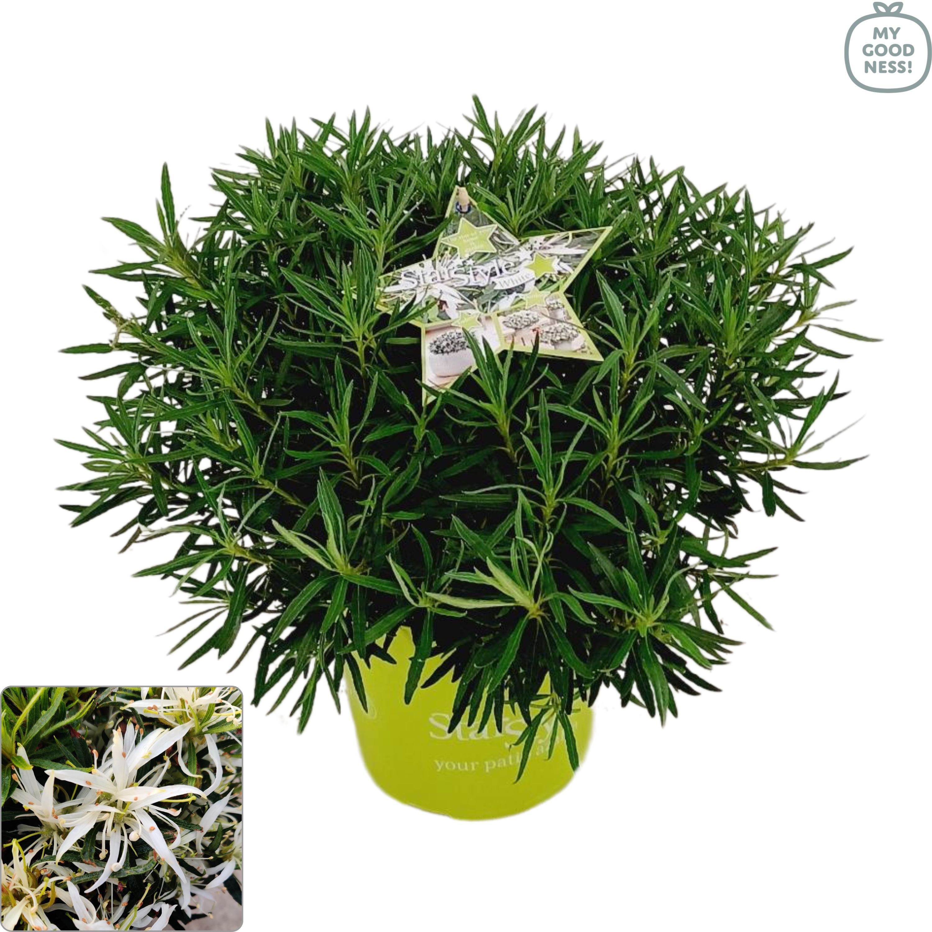 thuja sturmfest Riesen-Lebensbaum (Thuja plicata)