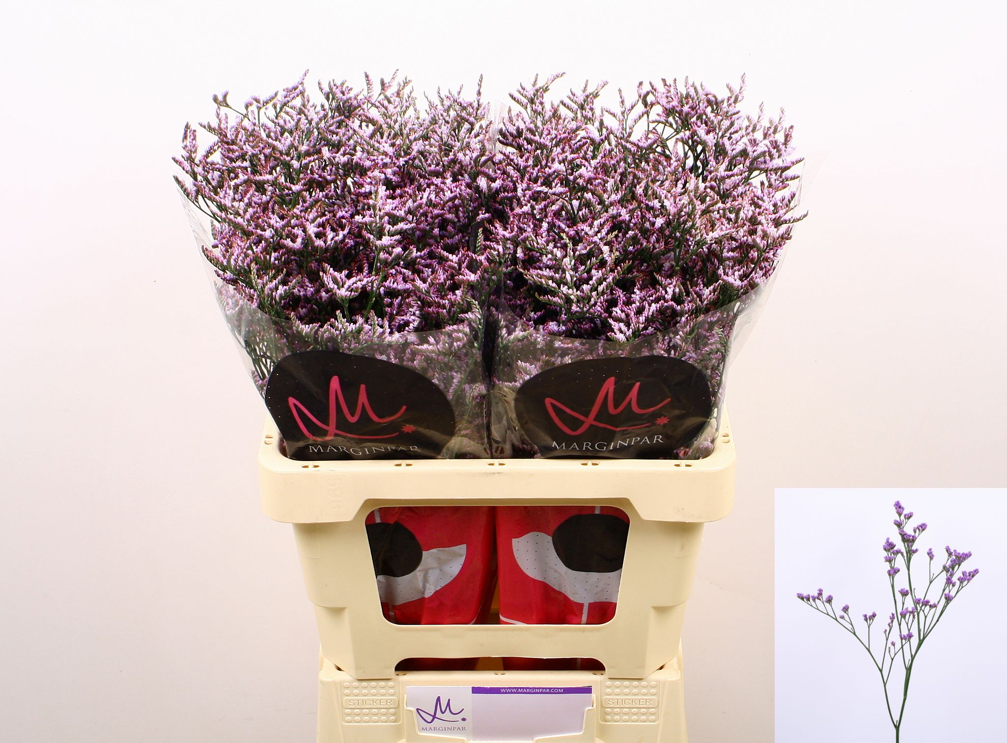 Lim Saf Lilac