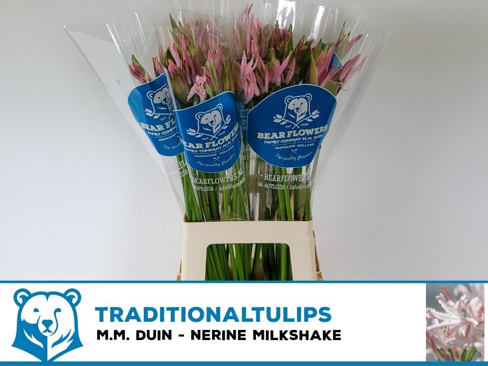 Ne Bo Milkshake 50cm
