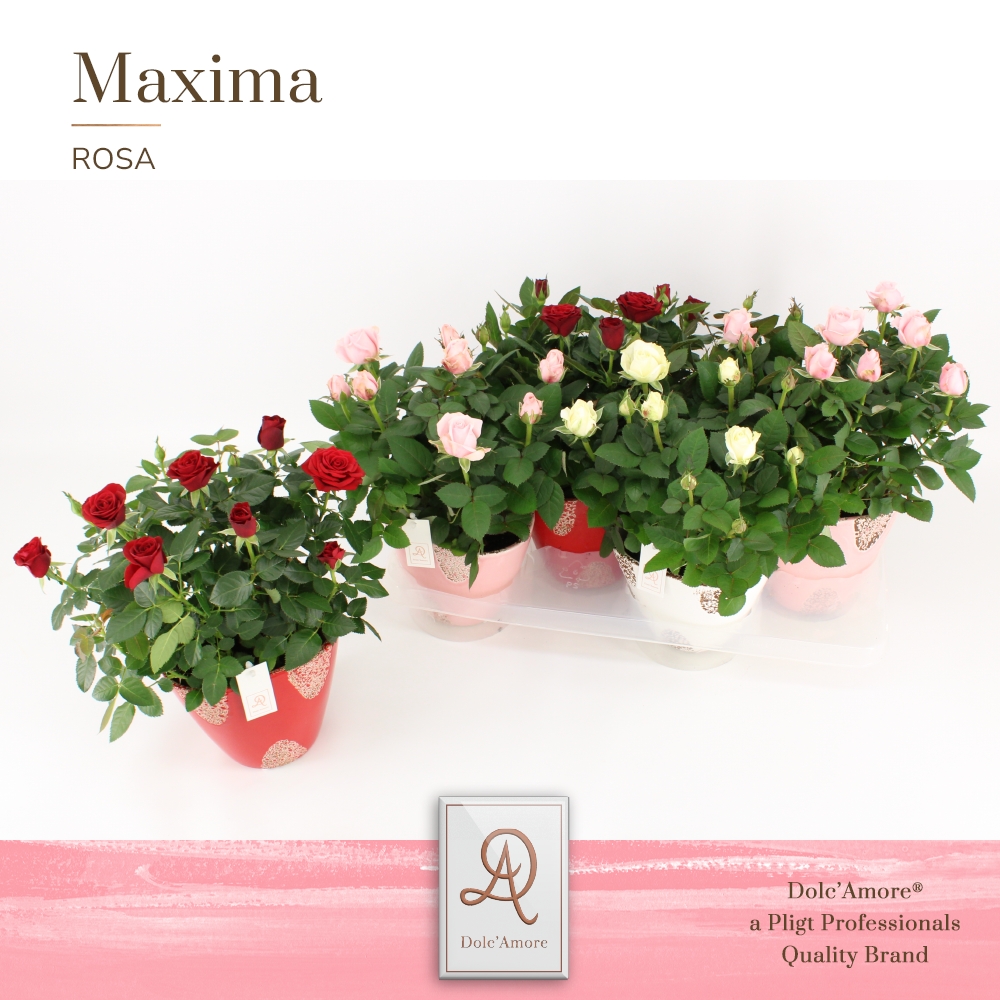 Picture of Rosa Valencia in varieties DolcAmore Rustique ceramic P14 32cm