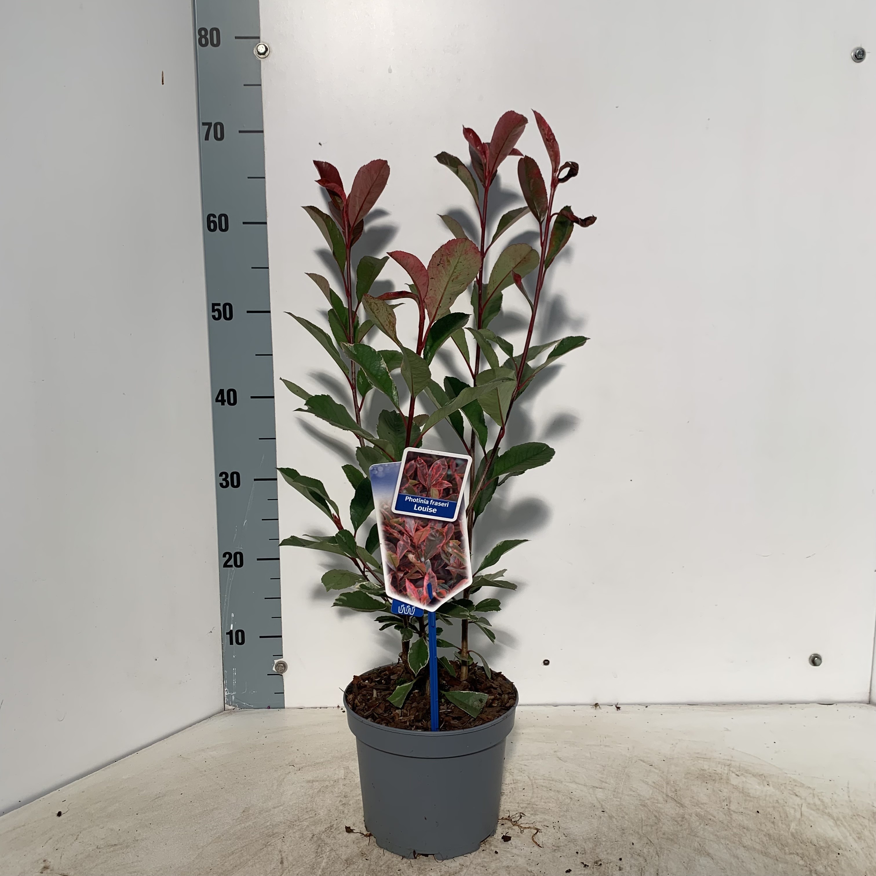 Picture of Photinia fraseri Louise ('McLarlou'PBR)