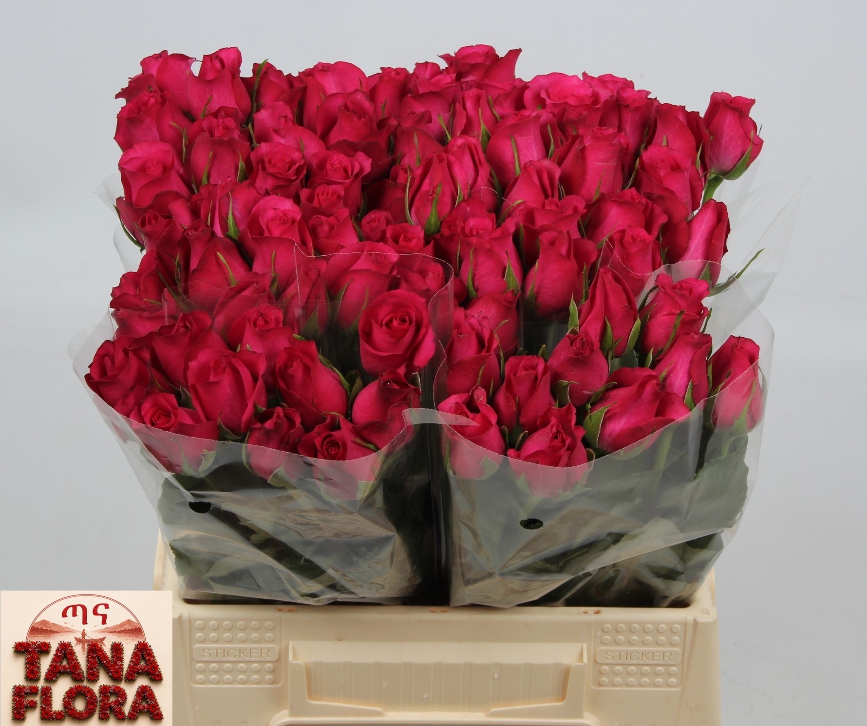 Rosa Grand Europe 40cm