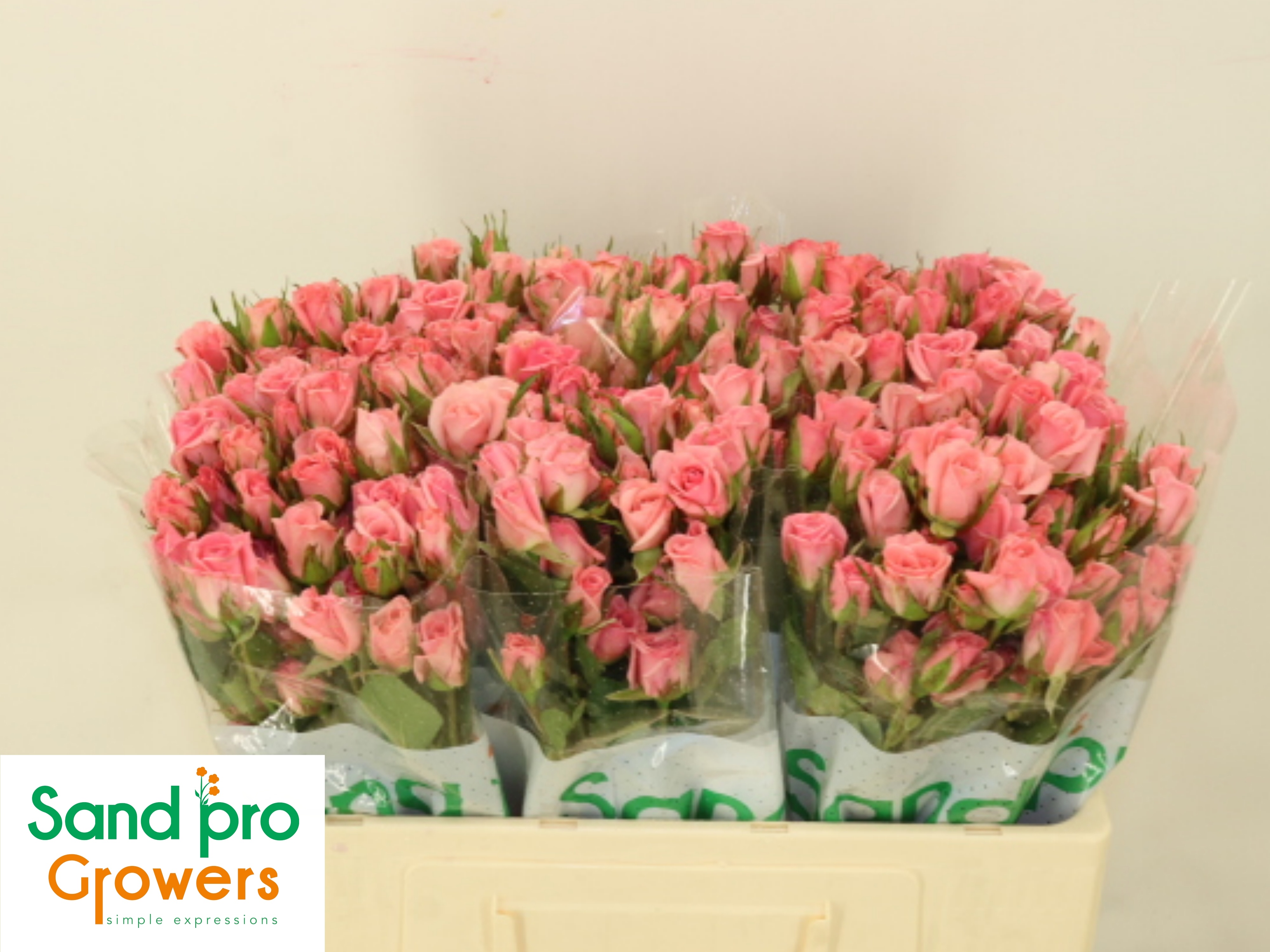 Rosa Spr Odilia 50cm