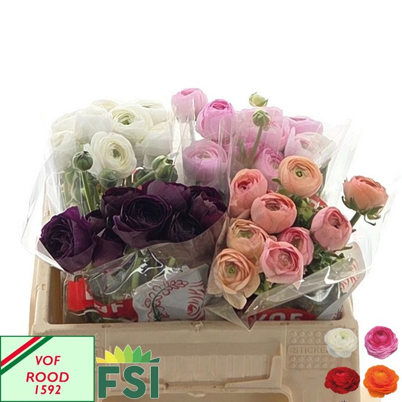 Ranunculus Mixed 40cm