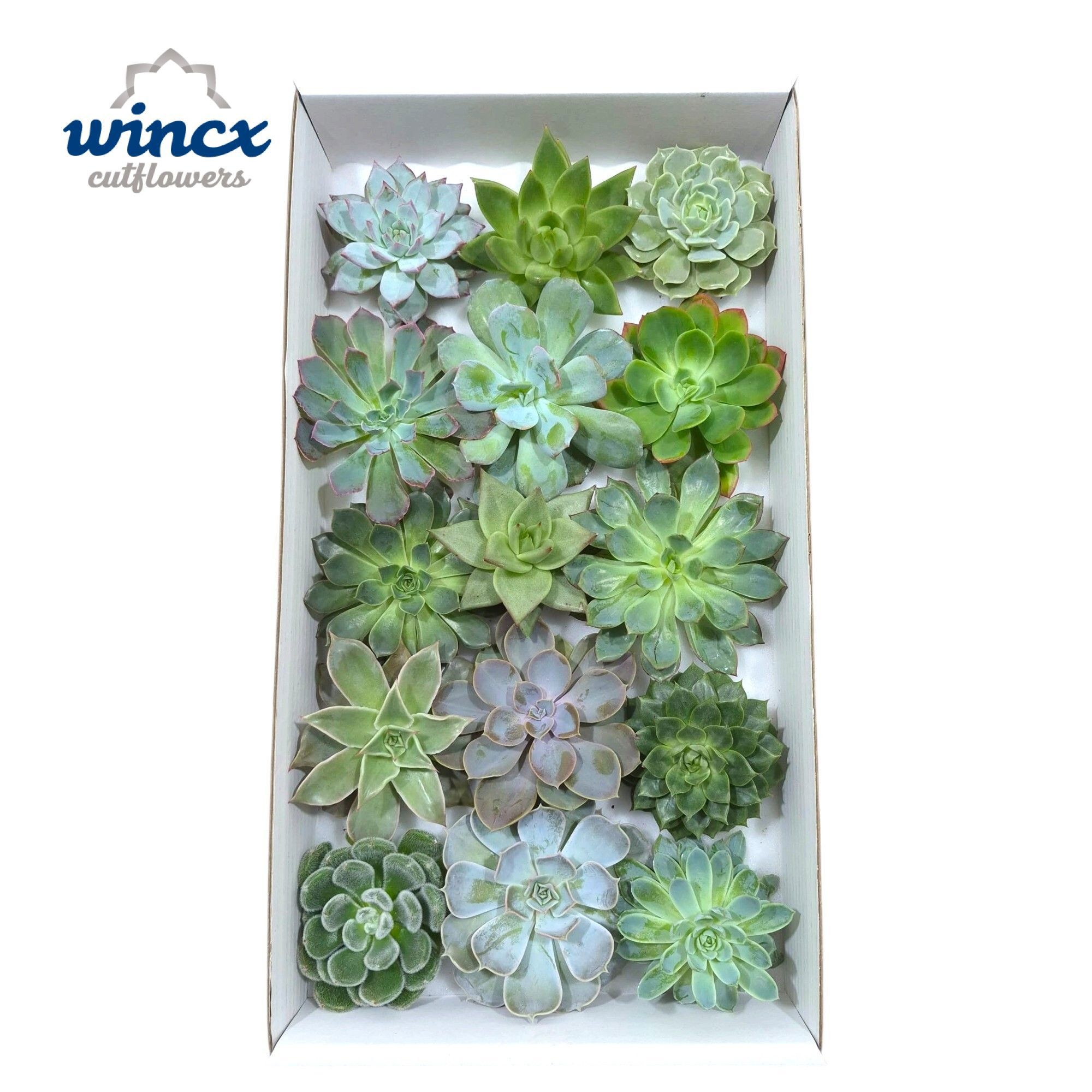 Echeveria Mix (wincx) Cutfl (15spc.)