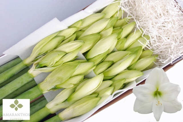 Hippeastrum Mont Blanc 4bl