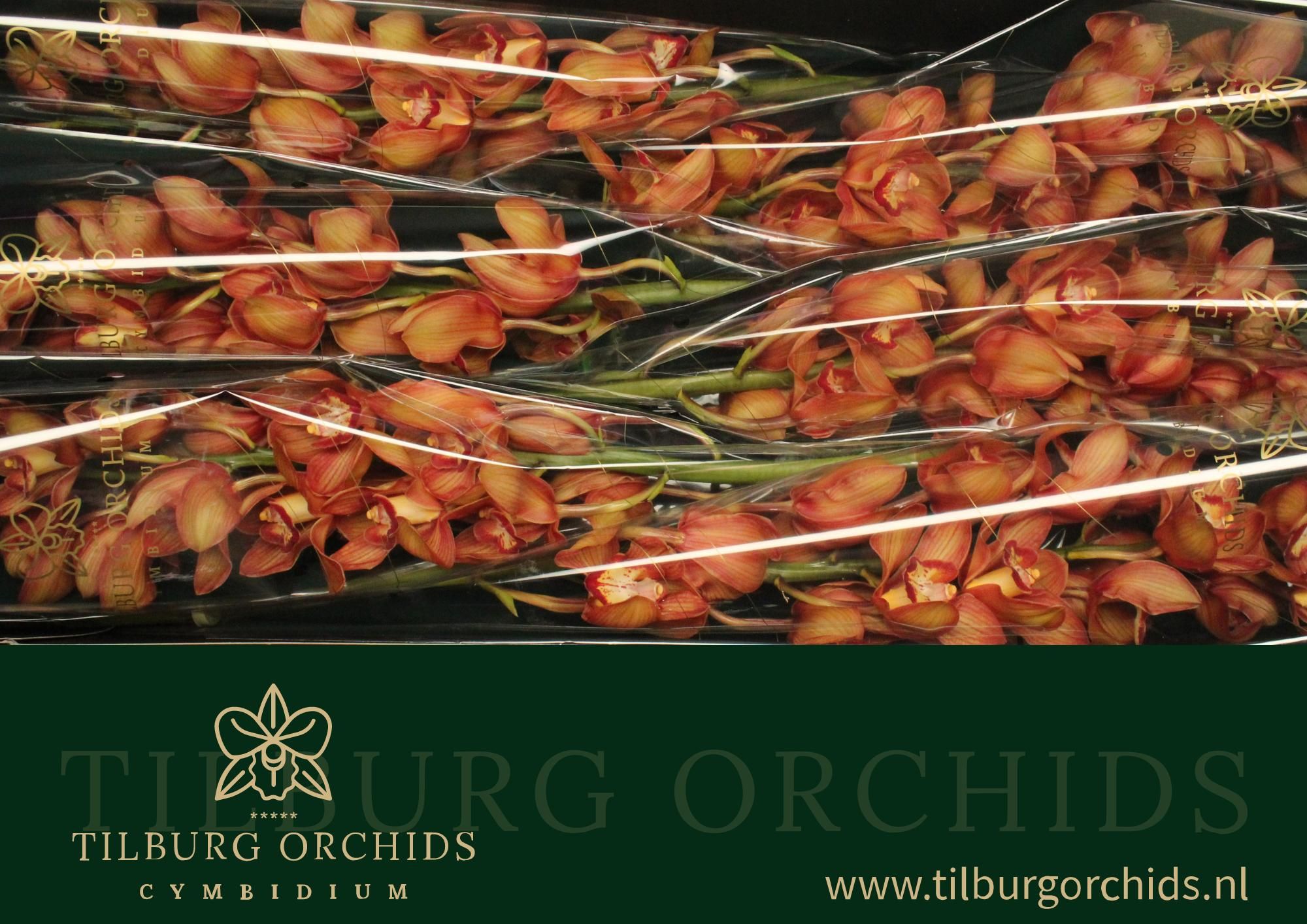 Cymbidium Orange Holland 12/15bl