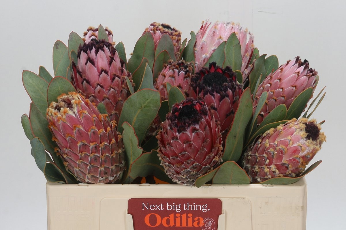 Protea Magnifica