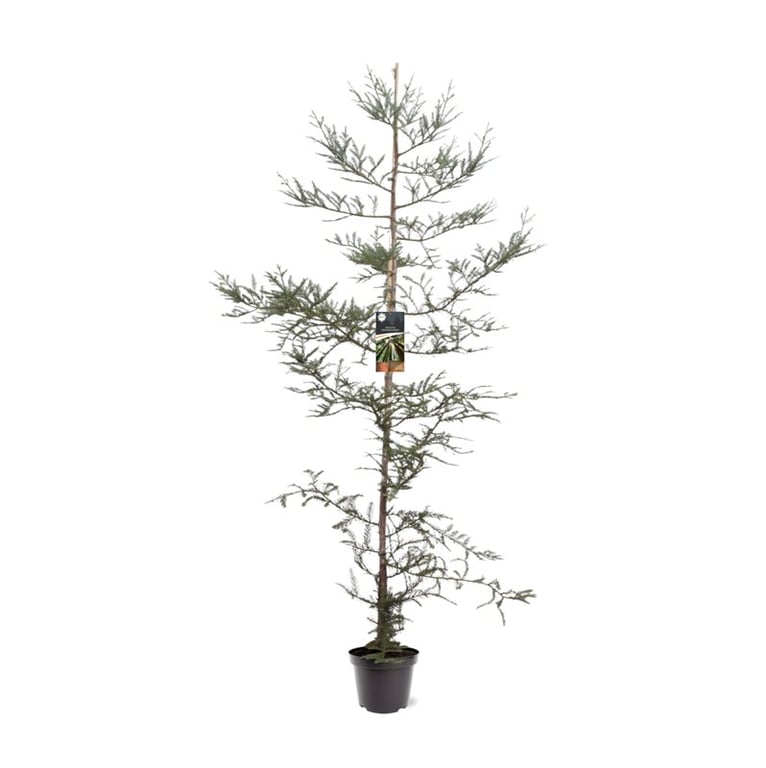 Picture of Sequoia sempervirens P26 (7.5 Ltr)