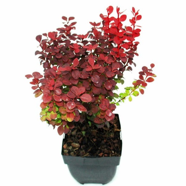 Picture of Berberis thunbergii 'Orange Rocket'® P17