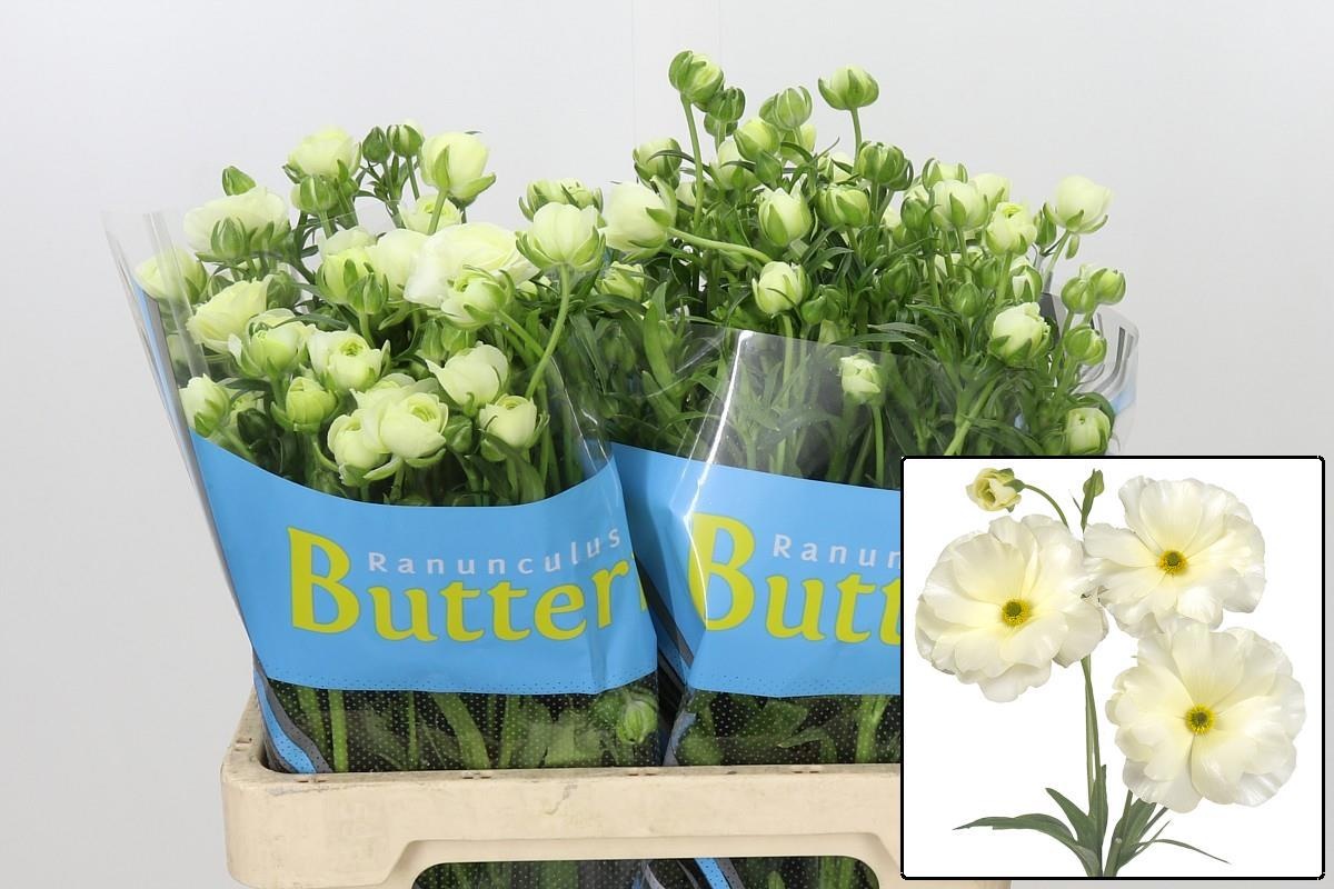 Ranuncules Butterfly Graces 60cm