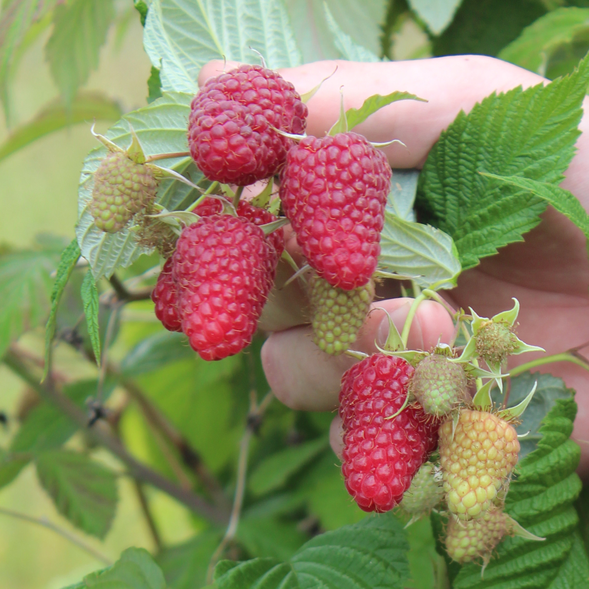 Rubus BIO Rubus idaeus 'Autumn Happy'®Primberry® DE-ÖKO-006